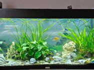 Aquarium mit Besatz zu verschenken - Mölln (Schleswig-Holstein)
