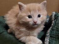 3 süße russisch blau Hauskatzen Mix Kitten - Dresden