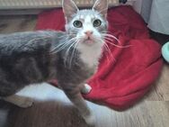 netter Fundkater Sheldon aus Lorch - Geisenheim