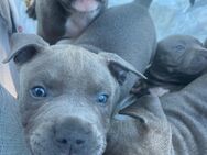 American bully Welpen - Frechen