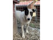 Josy - Pflegestelle oder Zuhause gesucht - Oberwies
