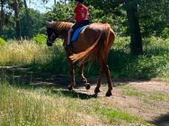 Gelände Pferd - Velpke