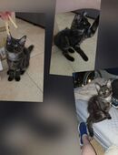süßes Katzenmädchen sucht ein liebevolles neues Zuhause in 76846