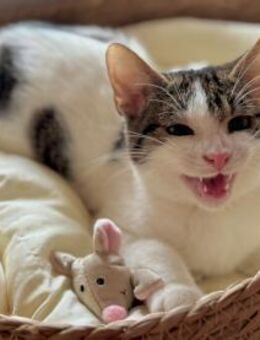 Fröhlicher Piglet - Ellerbek