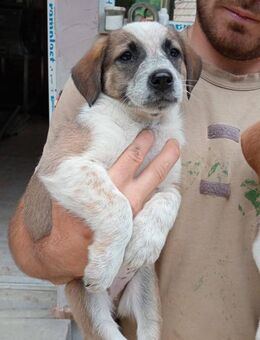 Zanya wurde frei geboren - Steinhagen (Nordrhein-Westfalen)