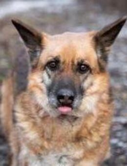 MUKHA- ruhige Hündin sucht ihre Menschen - Mainhardt