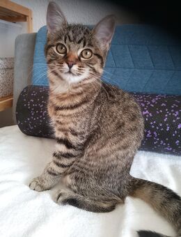 2 Glückskater suchen ein neues liebevolles Zuhauseater suchen ein neues liebevolles Zuhause - Düsseldorf