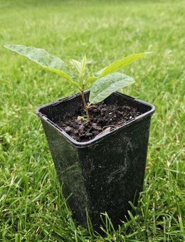 Esskastanie Setzlinge bekannt aus SWR Marone Baum LaCaTho Pflanzeesskastanie kaufen online bestellen preis versand garten pflege heimisch natur Blumenwiese - Pfedelbach