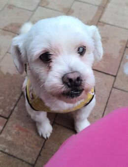 🐾 Bibi kleiner Überlebenskünstler - Kassel