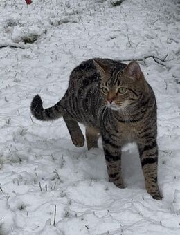 Kater Junger Kater Bambi sucht ein liebevolles Für-Immer-Zuhause - Hennef (Sieg)