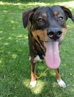 Angel - die schüchterne Junghündin - Rambin