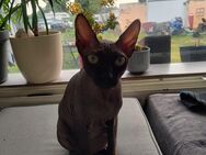 Canadien Sphynx Katze - Fehrbellin