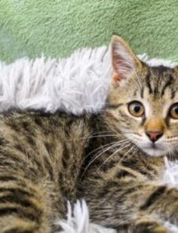 Pindurka, anfangs noch schüchtern - Heinsdorfergrund