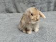 Tolle Mini lop Kaninchen Babys zu Abgabe in 67454