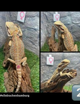7stück Rainbow Bartagamen (pogona vitticeps) NZ Mai 2025 - Hamburg Wandsbek