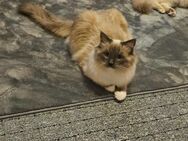 Ragdoll Kater sucht liebes zuhause - Berlin