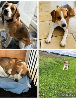 Jimmy, 14 Monate alt, nicht kastriert - Rothenburg