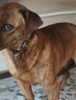 Hippy hat es nicht gut im Leben - Olsberg