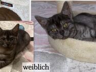 Kitten - weiblich&männlich - Berlin Neukölln