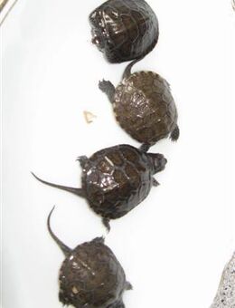 Nordeuropäische Sumpfschildkröten - Fürth