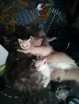BKH Kitten - Herne