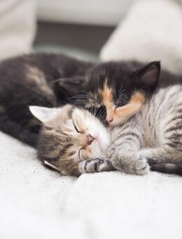 Zuckersüße BKH Kitten suchen Euch! - Wismar