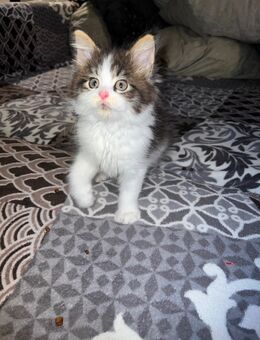 Reinrassiges Maine Coon Kitten - Thalfang