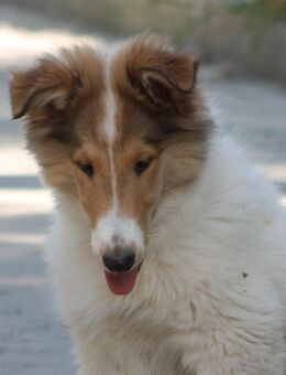 Colliewelpe Rüde, amerik. Linie sucht tolles neues Zuhause - Aarbergen