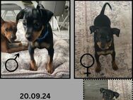 2 Zwergpinscher Welpen - Kempten (Allgäu)