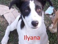 ILYANA ❤sucht Zuhause oder Pflegestelle - Langenhagen