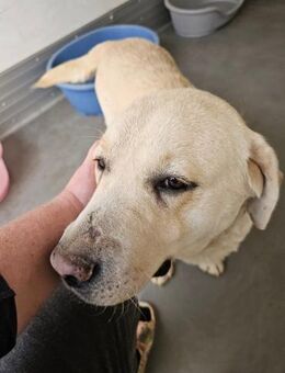 Sahara tolle Labrador Dame sucht Zuhause - Großefehn