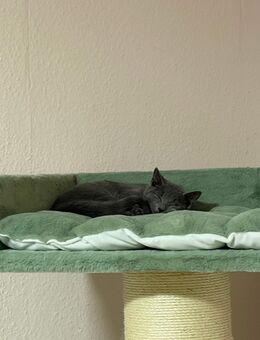 Russisch Blau Kitten mit Stammbaum - Bielefeld