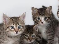 Suche EKH Kitten - Groß Kiesow