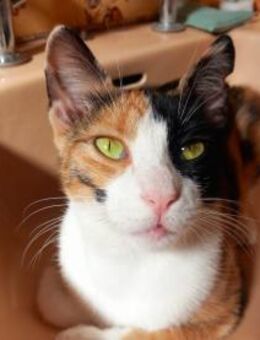 Sassa aus dem Tierschutz - Grevenbroich