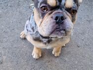 Tyson sucht ein neues zu Hause - Duisburg
