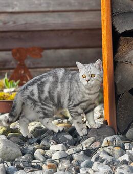 BKH Kitten dürfen ab September in ihr neues Zuhause ziehen - Berlin Reinickendorf