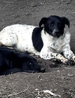 Dean hat ein großes Herz 🐾 - Elsdorf (Nordrhein-Westfalen)