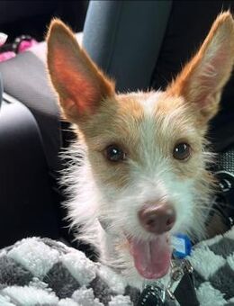 Guinda sucht ihre Herzensmenschen - Hamburg