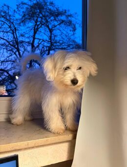 Malteser Welpen Mädchen - Gelsenkirchen Heßler