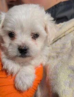 Zauberhaftes Welpenmädchen Musca - Kallmünz