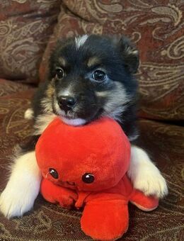 Diddie- in RO ausgesetzt - mag Katzen - Blankenheim (Nordrhein-Westfalen)