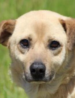 Pablo - ❤️verschmust u. zutraulich❤️ - Lohra