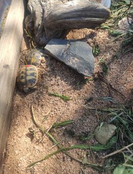 Schildkröten Babys griechische Landschildkröten mit Cites Papieren - Weiden (Oberpfalz) Zentrum