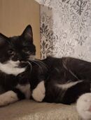 Mix Kitten Britisch Langhaar/EKH in 06849