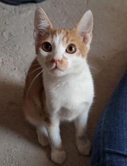 Emil - das bischen Ataxie - na und? - Poing