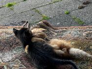 Kittens abzugeben - Mönchengladbach