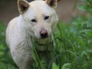 Sapphire sucht ihr Für-immer-Körbchen!♥ - Ebstorf (Klosterflecken)