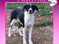 🥰CHRISTINE - EIN HERZ VOLLER LIEBE SUCH - Alfeld (Leine)