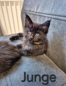 Maine Coon Kitten - Osnabrück