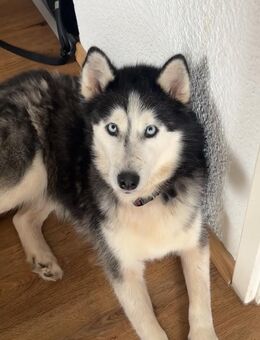 Sibirian Husky Hündin sucht ein liebevolles Zuhause - Waldbrunn (Westerwald)